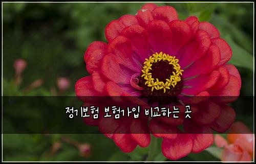 정기보험 보험가입  비교하는 곳
