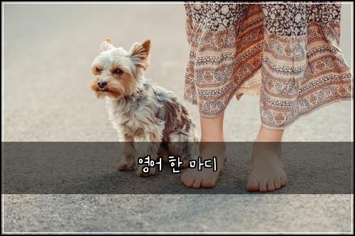 영어 한 마디