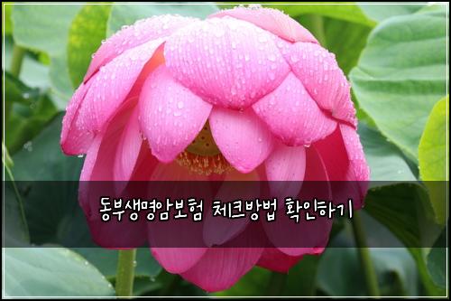 동부생명암보험 체크방법  확인하기
