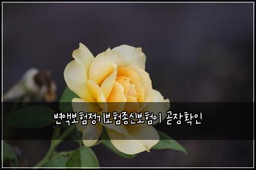 변액보험정기보험종신보험이 곧장확인