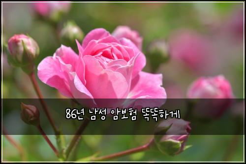86년 남성 암보험 똑똑하게 