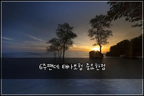 6주짼데 태아보험 중요한점 