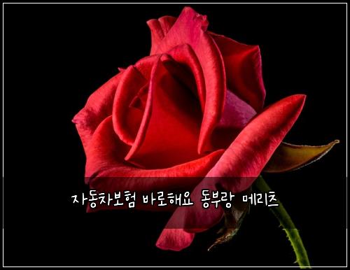 자동차보험 바로해요  동부랑 메리츠