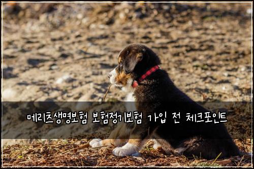 메리츠생명보험 보험정기보험 가입 전 체크포인트