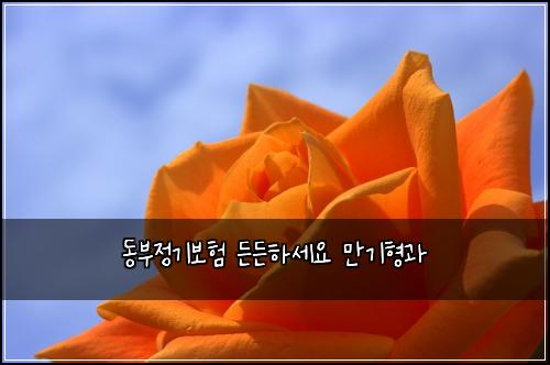 동부정기보험 든든하세요  만기형과