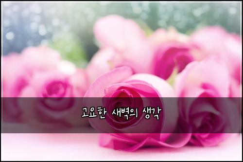 고요한 새벽의 생각