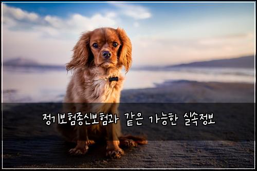 정기보험종신보험과 같은 가능한 실속정보