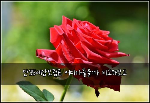 만35세암보험료 어디가좋을까 비교해보고
