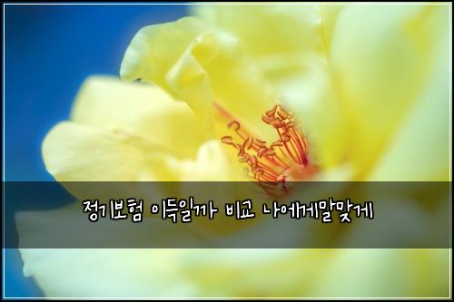 정기보험 이득일까  비교 나에게말맞게