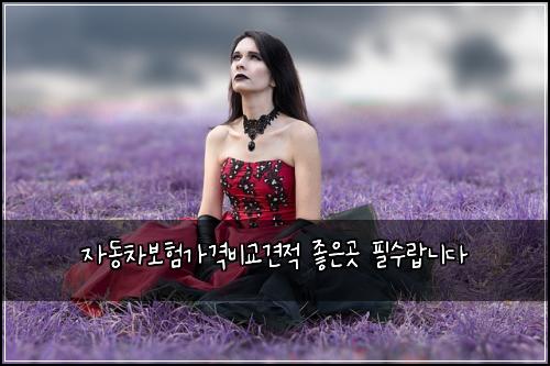 자동차보험가격비교견적 좋은곳 필수랍니다