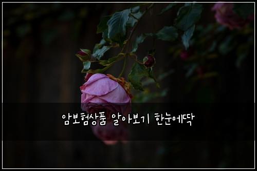 암보험상품 알아보기 한눈에딱
