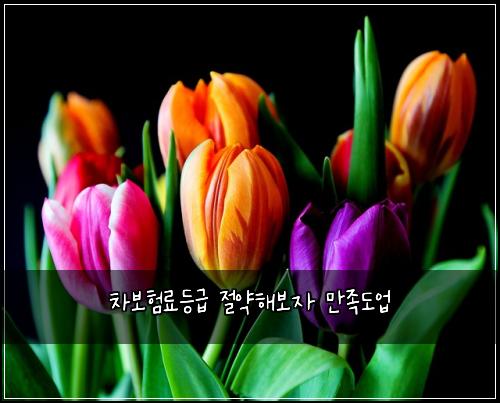 차보험료등급 절약해보자 만족도업