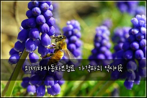 외제차자동차보험료 가격파괴 역시이곳