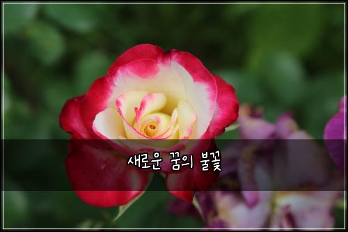 새로운 꿈의 불꽃
