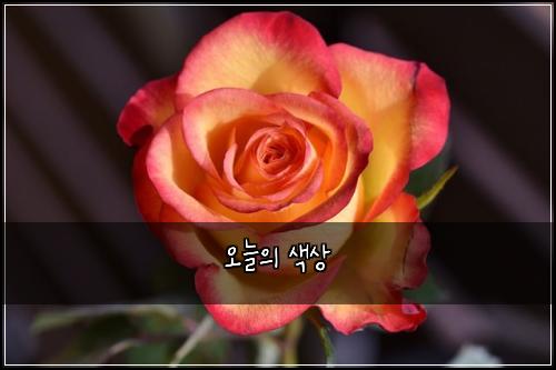 오늘의 색상