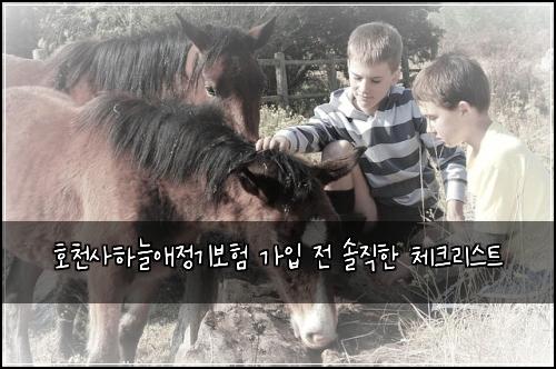 호천사하늘애정기보험 가입 전 솔직한 체크리스트