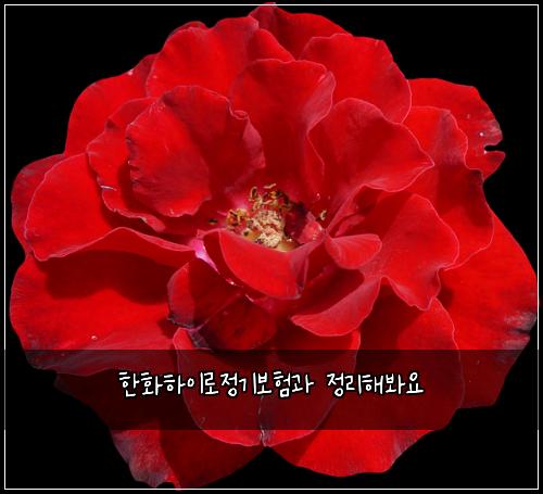 한화하이로정기보험과 정리해봐요