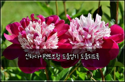 신차다이렉트보험 도움얻기  도움되도록