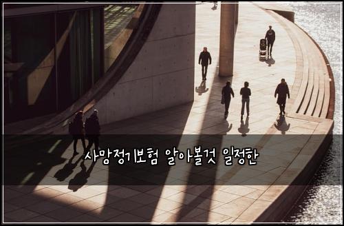 사망정기보험 알아볼것  일정한