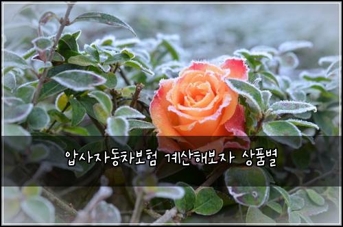 압사자동차보험 계산해보자  상품별