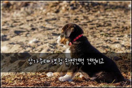 상가주태아보험 완벽견적  견적비교