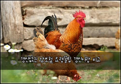 갱신없는 암보험 요령꿀팁  갱신이랑 비교