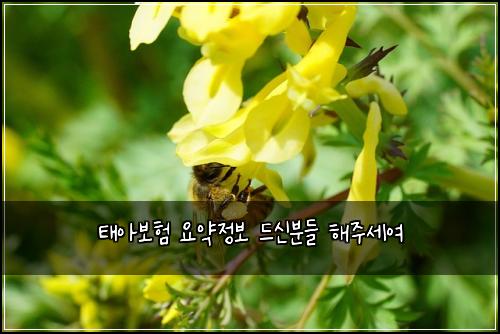 태아보험 요약정보  드신분들 해주세여