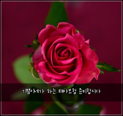기쁨이네가 하는 태아보험 준비합시다 