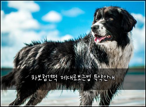 차보험견적 제대로보는법 특약안내