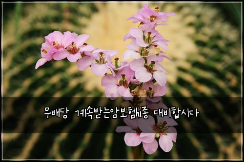무배당 계속받는암보험hi종 대비합시다