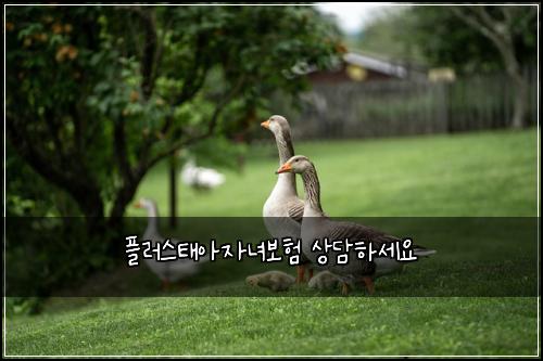 플러스태아자녀보험 상담하세요 