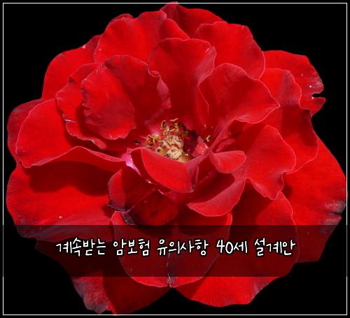 계속받는 암보험 유의사항  40세 설계안