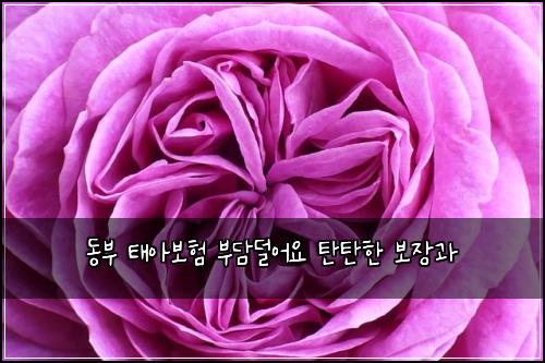 동부 태아보험 부담덜어요  탄탄한 보장과