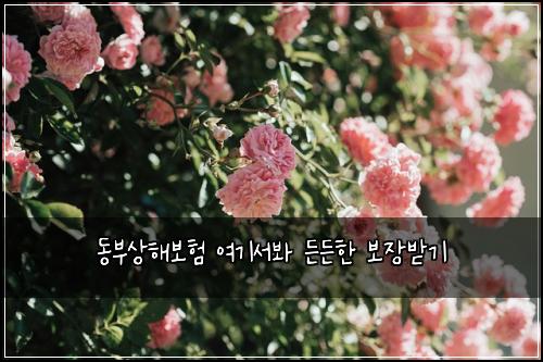 동부상해보험 여기서봐  든든한 보장받기