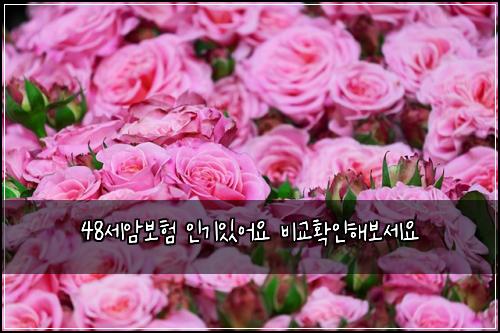 48세암보험 인기있어요  비교확인해보세요