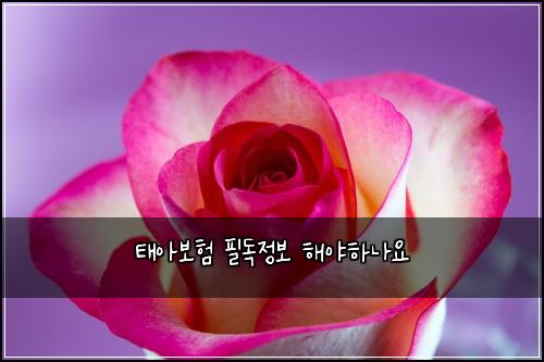 태아보험 필독정보  해야하나요