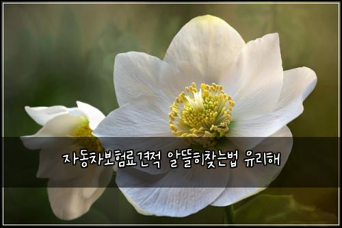 자동차보험료견적 알뜰히찾는법 유리해