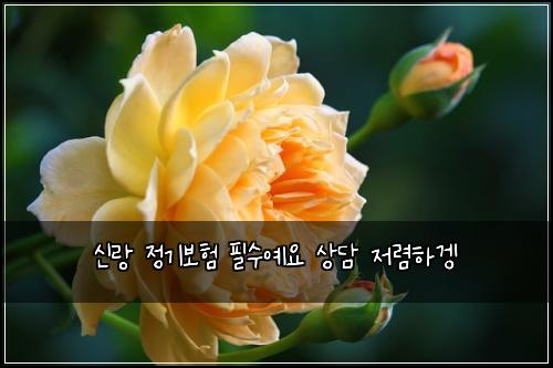 신랑 정기보험 필수예요  상담 저렴하겡