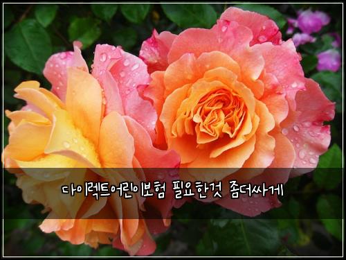 다이렉트어린이보험 필요한것  좀더싸게