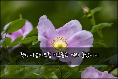 첫차자동차보험 비교필요  여태 몰랐다니