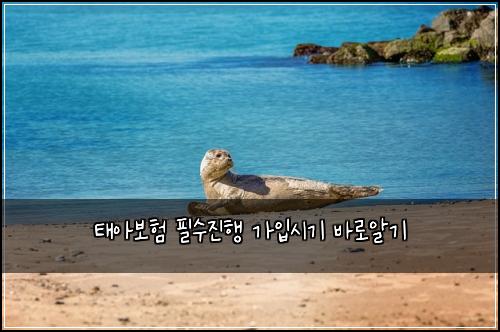 태아보험 필수진행  가입시기 바로알기