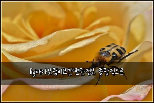 lig태아보험비교간편한정보 종합적으로
