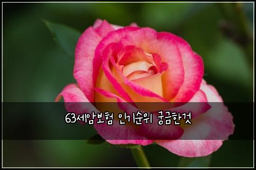 63세암보험 인기순위  궁금한것