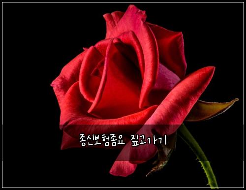 종신보험좀요 짚고가기