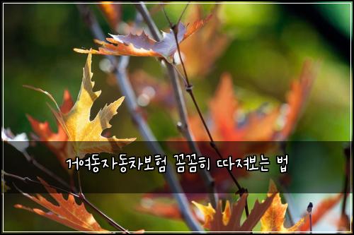 거여동자동차보험 꼼꼼히 따져보는 법