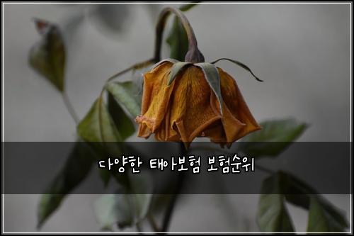 ๋ค์ํ ํ์๋ณดํ ๋ณดํ์์