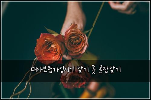 태아보험가입시기 알기 훗 곧장알기