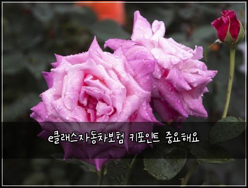 e클래스자동차보험 키포인트  중요해요