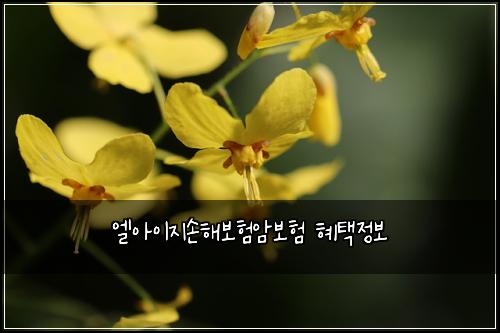 엘아이지손해보험암보험 혜택정보