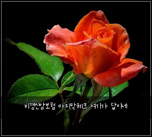 비갱신암보험 마지막체크  여기가 답이네
